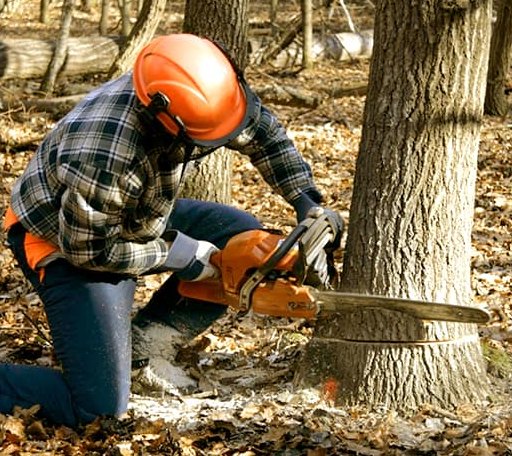 Tree Removal in Louisburg, KS